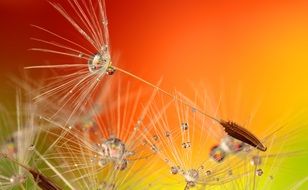 seeds of a dandelion in water drops