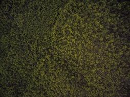 Top view of the green of the wild nature