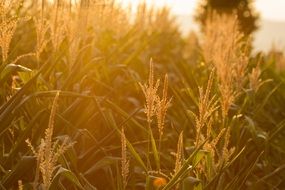 evening sun over the corn field in the haze close-up