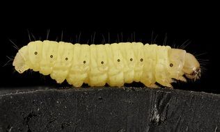 amazing beauty wax worm