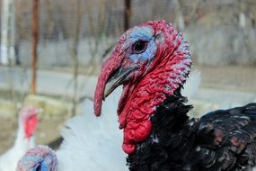 Domestic turkey bird on a farm