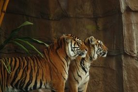 two striped tigers in the jungle in Africa