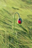 red lone Bud in a grass field