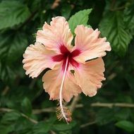 soft pink hibiscus