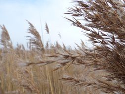 brown cane field