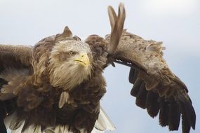 Eagle in flight