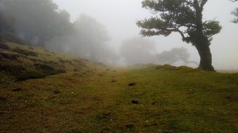 Tree on a green hill