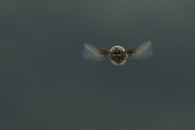 insect fly