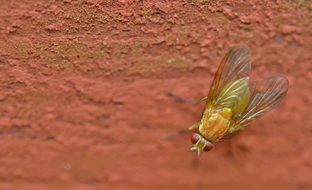 yellow fly on the wall