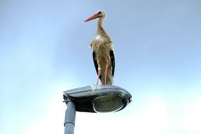 amazing beauty stork