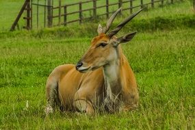 gorgeous antelope nature portrait