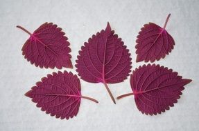 five maroon leaves