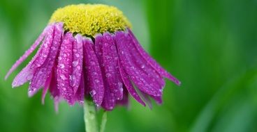 flower pink summer plant floral