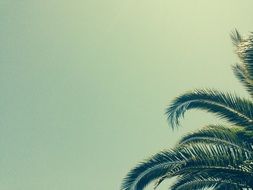 tropical palm tree leaves