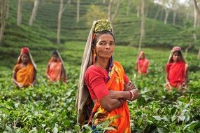 women in bright dresses collect tea leaves in India
