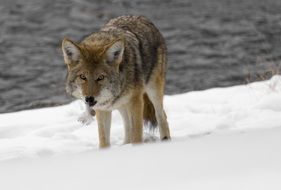 wild coyote in the wildlife