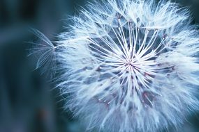 dandelion seeds in summer close-up