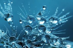 water drops on dandelion seed background