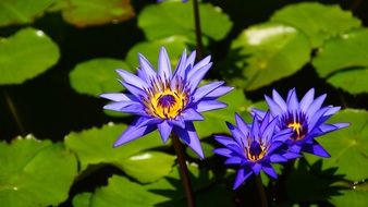 lotus flowers