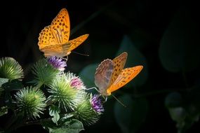 two orange butterflies on prickles