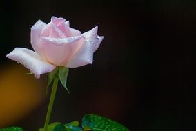 absolutely beautiful romantic rose