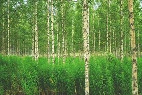 Birch forest in Finland