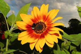bee on the sun flower