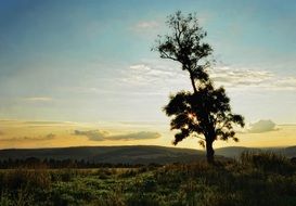 A tree on a hill under the sunlight in the evening