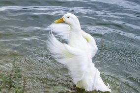 the white goose flaps its wings on the shore
