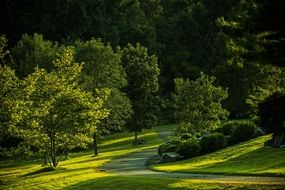beautiful green park at summer, usa, virginia