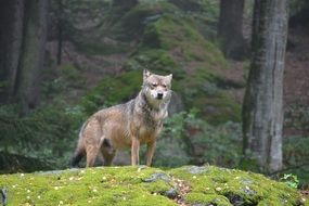 wolf in a forest glade