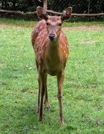 brown cute wild roe