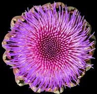 Colorful artichoke blossom at dark background