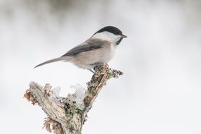 amazing beauty willow tit bird