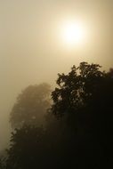 Foggy weather in the forest