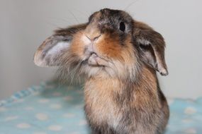 rabbit with long drooping ears