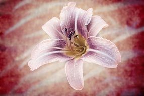 daylily in drops of water on a bright background