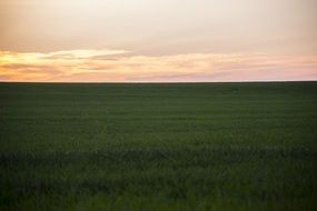 landscape of Green grass meadow and sunset on sky