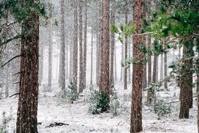 snowstorm in the forest