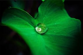 Close-up of the water drop on the green leaf