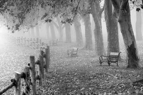 The monochrome pictere of autumn park with old fence and benches