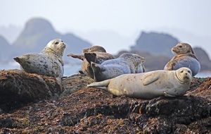 amazing beauty seals