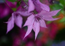 Purple bloom stamens flower macro photo