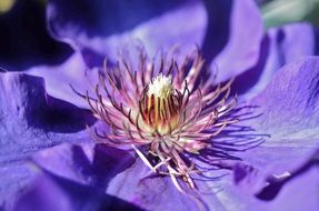 purple flower bud