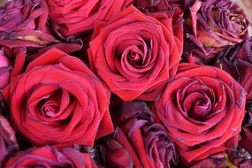 Red roses flowers macro photo