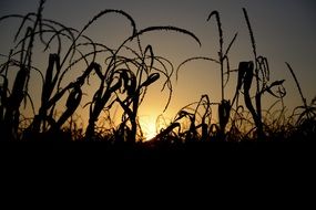 sunset plants silhouette horizon