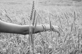 female hand on the background of a wheat field