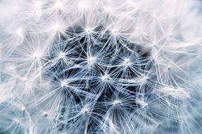 amazing beauty dandelion seeds