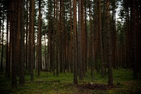 landscape trees in a forest