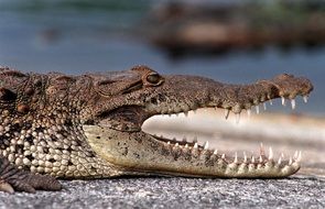 crocodile with open mouth and sharp teeth